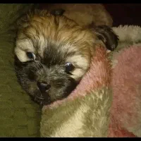 واگذاری تولهایی شیتزو کراس.