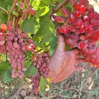 نهال تاکستان|گل و گیاه طبیعی|تاکستان, |دیوار