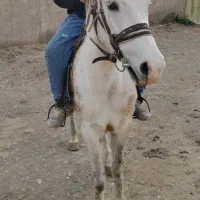 مادیان سواری دار با کره 11