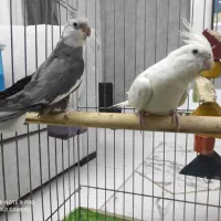 عروس هلندی جفت مولد خ الهیه ۱۱/۱۳