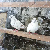 کبوتر فروشی