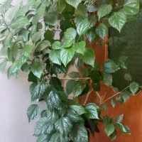 گل ۲متری با گلدان