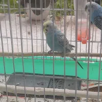 مرغ عشق با جوجه