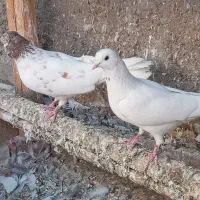 کبوتر پرشی