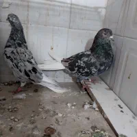 سرور پرشی تخت دمسفید