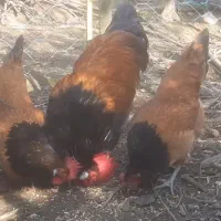 تخم نطفه دار  نژاد ورورک المانی خاص زیبا