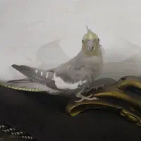 فروش عروس هلندی|پرنده|علیآباد کتول, |دیوار