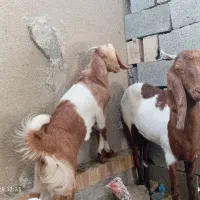 بز ماده آبستن به همراه کهره ماده حدود پنج ماهه|حیوانات مزرعه|نیک شهر, |دیوار