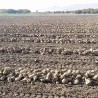 پیمانکار  زراعت