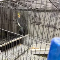 عروس هلندی مولد و جوجه