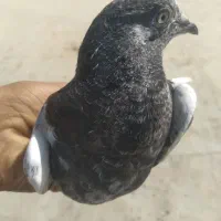 کبوتر جوجه تیدی کراس