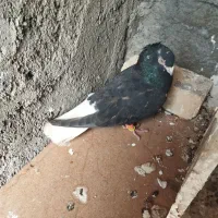 کفتر|پرنده|الشتر, |دیوار