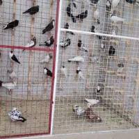 انواع کبوتر فروشی