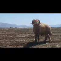 قوچ بختیاری