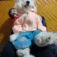 شیتزوتریر ۳ماهه ماده(۱۰میلیون)