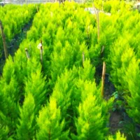 فروش لاوسون گلدان ۱۰ و ۷|گل و گیاه طبیعی|چالوس, |دیوار