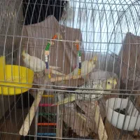 فروش عروس هلندی|پرنده|ماکو, |دیوار