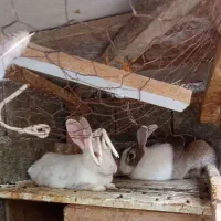 خرگوش نر و ماده