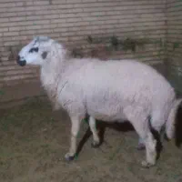 قوچ فروشی وزن حدود 50