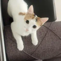 واگذاری رایگان گربه ماده|گربه|کرج, شهرک یاس شمالی|دیوار