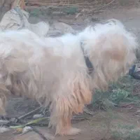 سگ اشپیتزو|سگ|بوشهر, |دیوار