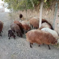 میش هترو دوقلو سه قلو زای بشرت ازمایش|حیوانات مزرعه|جوین, |دیوار