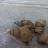 البینو|خزنده|کرمان, |دیوار