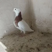 کبوتر طوقی وپلاکی