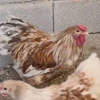 مرغ و خروس ویاندوت اورنج غول پیکر
