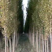 انواع نهال ممتاز و درجه یک