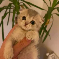 گربه اسکاتیش و بریتیش