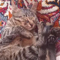 گربه ۸ماهه ماده|گربه|الیگودرز, |دیوار