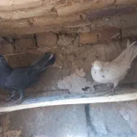 کبوتر|پرنده|لاران, |دیوار