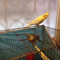 عروس هلندی  کار داده