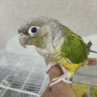 گرینچینگ نرفول دستی یک ساله
