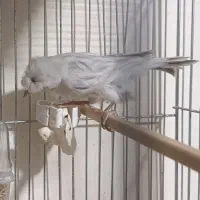 قناری رنگ خاص و کمیاب جفت|پرنده|کرمان, |دیوار