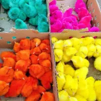 جوجه رسمی ، رنگی ، اردک
