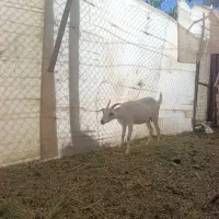 بز سانن