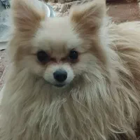 پامرخرسی اصلی|سگ|اصفهان, شیخ اشراق|دیوار