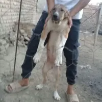 توله سگ پژدر