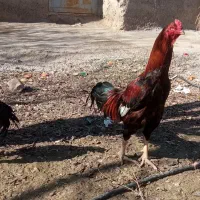 خروس لاری اصیل