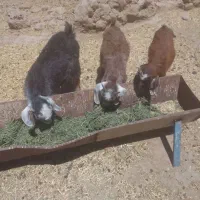 بزعاله