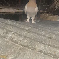 کفتر سوسنی نر