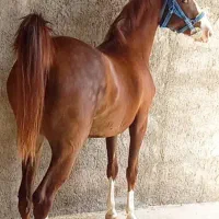 مادیون ۴ساله