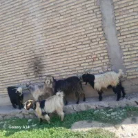 بز غال|حیوانات مزرعه|دزفول, |دیوار