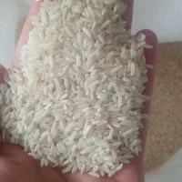 برنج کشت پاکستانی