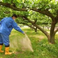 کود درخت انار.مشاوره وبرنامه تغدیه وباردهی
