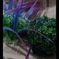 آکواریوم|ماهی|پاکدشت, پاکدشت (مامازند)|دیوار