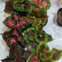 روز مادر گل ببر|گل و گیاه طبیعی|قم, زاد|دیوار