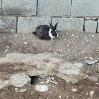خرگوش نر